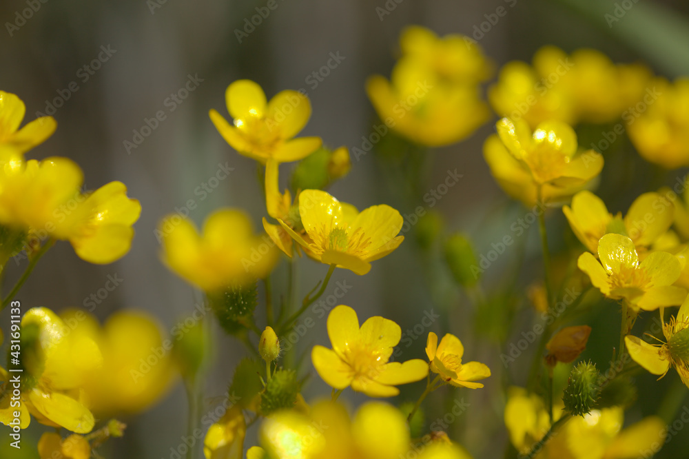 Flora of Gran Canaria - bright yellow flowers of Ranunculus cortusifolius, Canary buttercup natural macro floral background
