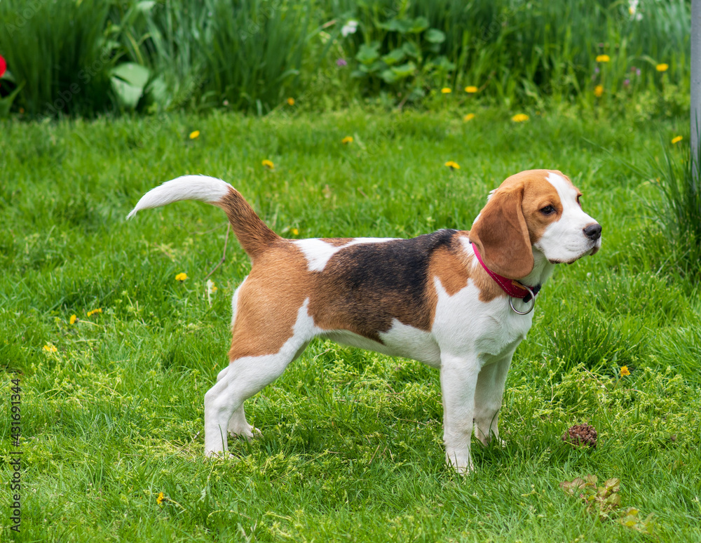 Portrait of cute beagle puppy (6 month) on green grass