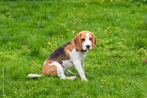 Fototapeta Naklejka Na Ścianę i Meble -  Portrait of cute beagle puppy (6 month) on green grass