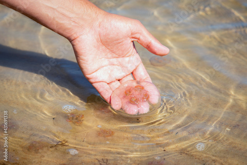 Person holding jellyfish in the hand by the beach. Medusa in the shallow water next to the shore.