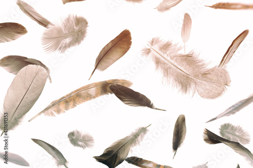 Abstract pattern with falling feathers on white isolated background.