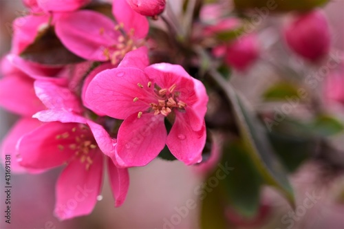 Pink colored flower of an apple tree after rain