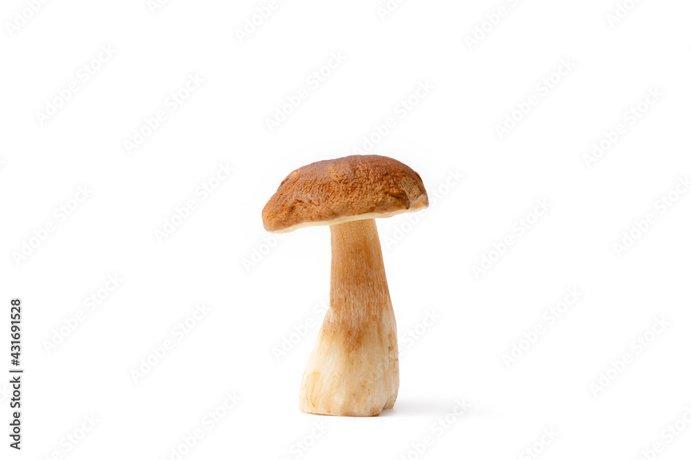 Single brown cap Boletus Edulis isolated on white background. Raw edible mushroom. Nobody Single brown cap Boletus Edulis isolated on white background. Raw edible mushroom. Nobody