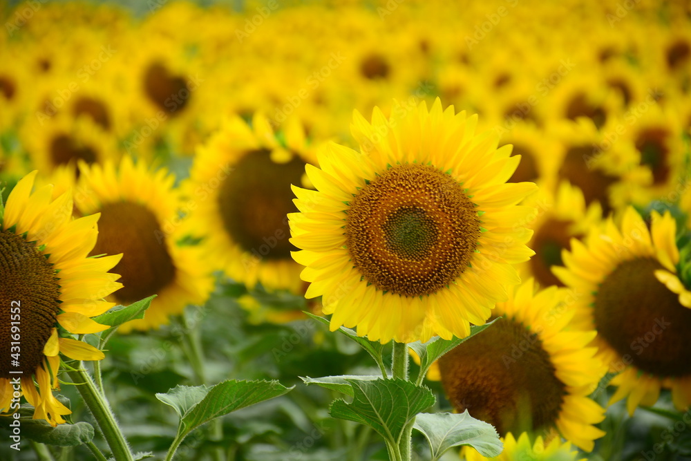Fototapeta premium beautifull sunflowers on the farm