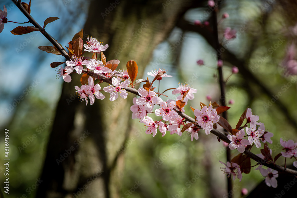 Obraz premium Nice blossom spring branch with flowers of prunus tree macro photography