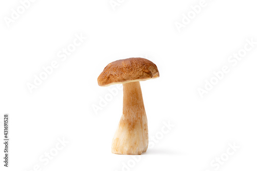 Single brown cap Boletus Edulis isolated on white background. Raw edible mushroom. Nobody
