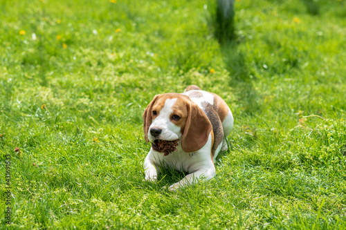 Portrait of cute beagle puppy (6 month) on green grass