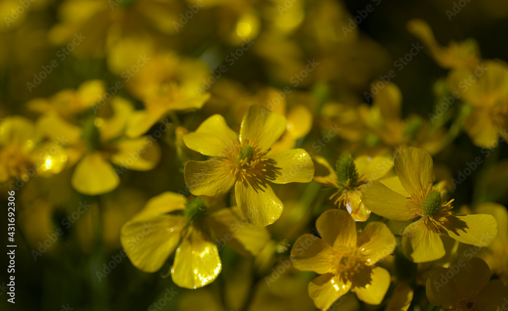 Flora of Gran Canaria - bright yellow flowers of Ranunculus cortusifolius, Canary buttercup natural macro floral background
Flora of Gran Canaria - bright yellow flowers of Ranunculus cortusifolius, Canary buttercup natural macro floral background