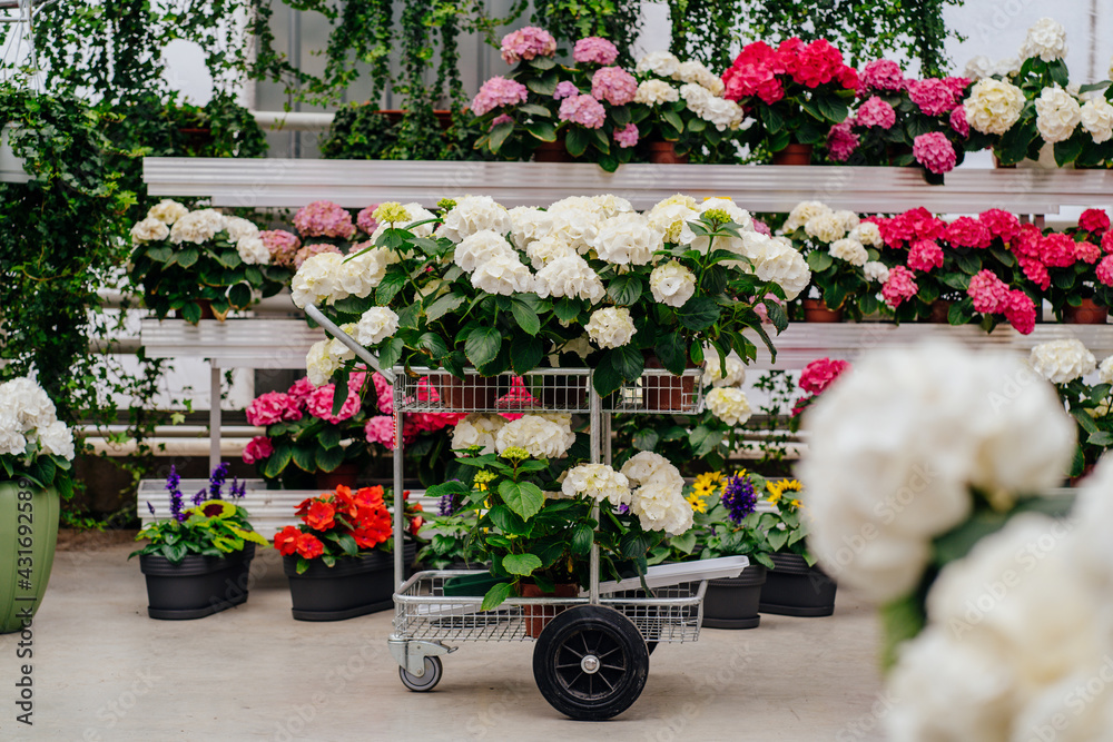 Variety of hydrangea flowering plants cultivated in modern hothouse.