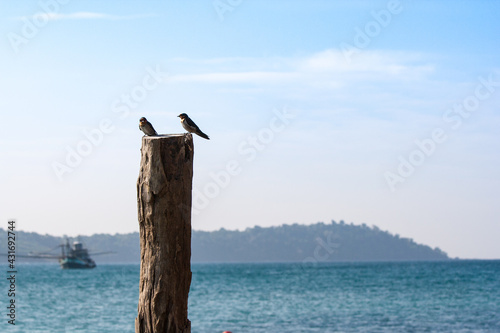 Twin Bird on Timber in sea