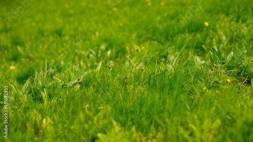 Green lawn with yellow flowers. Nature, natural background.