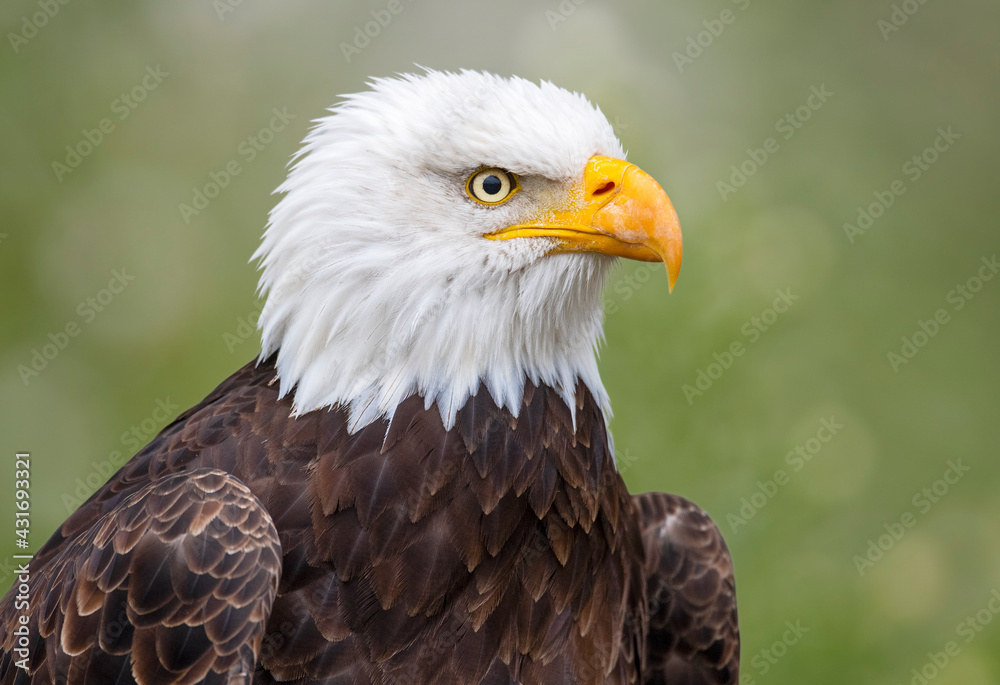 Bald Eagle portrait Bald Eagle portrait