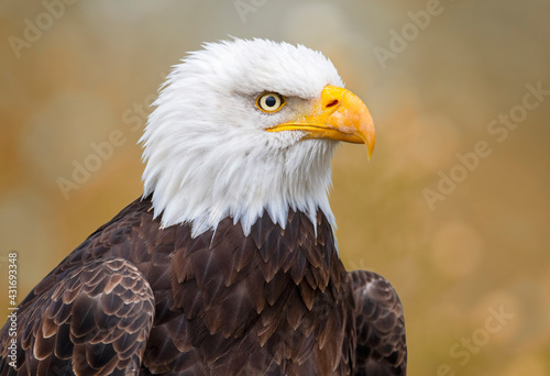 Portrait of a Bald Eagle