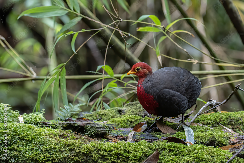 Nature wildlife bird of crimson-headed partridge on deep jungle rainforest, It is endemic to the island of Borneo Nature wildlife bird of crimson-headed partridge on deep jungle rainforest, It is endemic to the island of Borneo