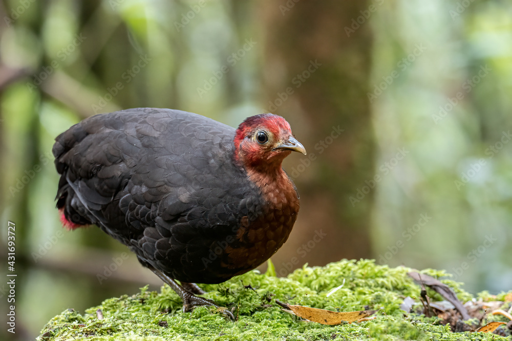 Nature wildlife bird of crimson-headed partridge on deep jungle rainforest, It is endemic to the island of Borneo Nature wildlife bird of crimson-headed partridge on deep jungle rainforest, It is endemic to the island of Borneo