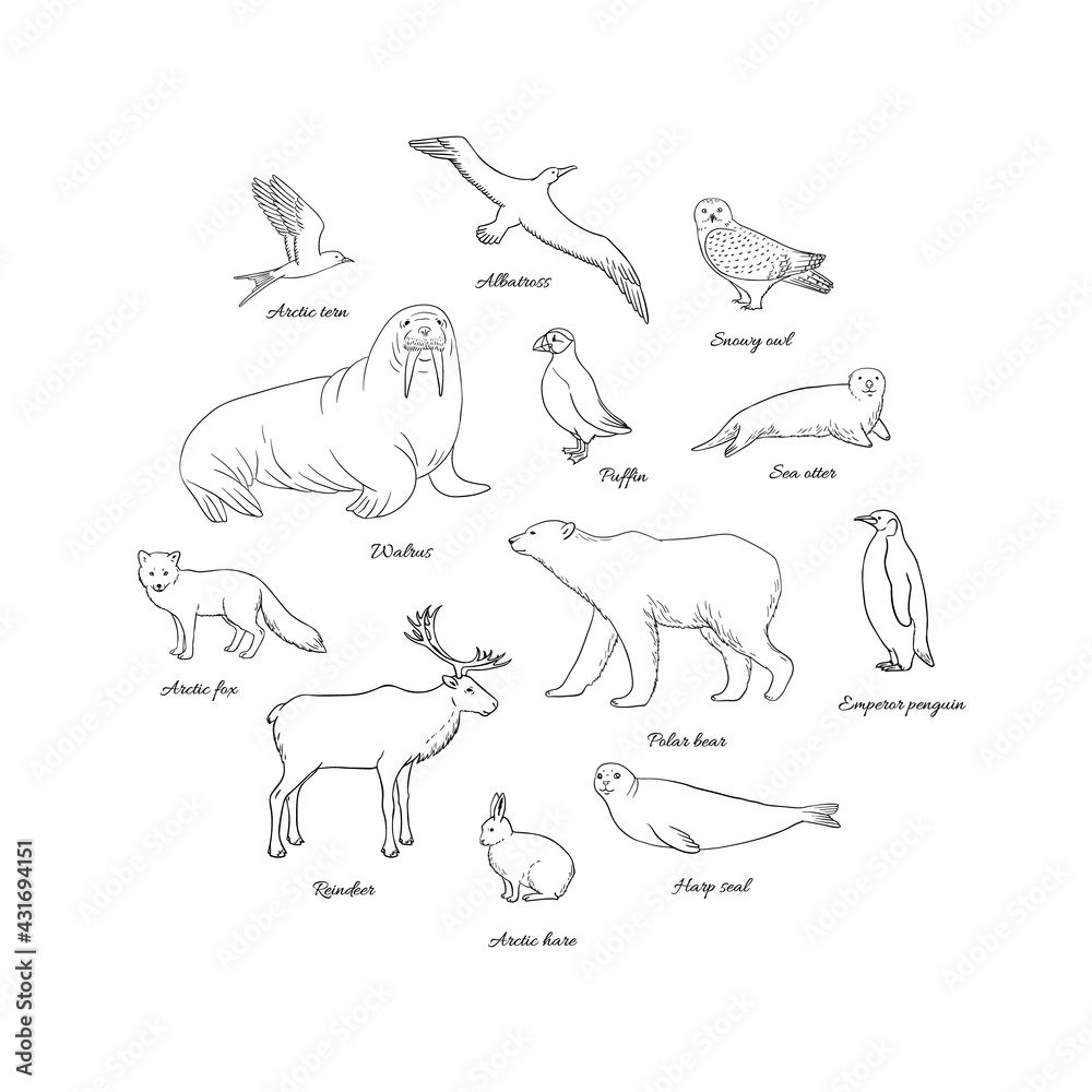 Arctic animals set in circle. Polar mammals and birds line art with walrus, albatross, polar bear, snowy owl, reindeer, arctic fox, puffin, harp seal, hare, penguin and arctic tern in vector Stock Arctic animals set in circle. Polar mammals and birds line art with walrus, albatross, polar bear, snowy owl, reindeer, arctic fox, puffin, harp seal, hare, penguin and arctic tern in vector Stock