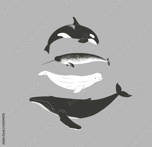 Arctic whales set in minimalist style. Killer whale, narwhal, beluga and humpback whale monochrome vector illustration
