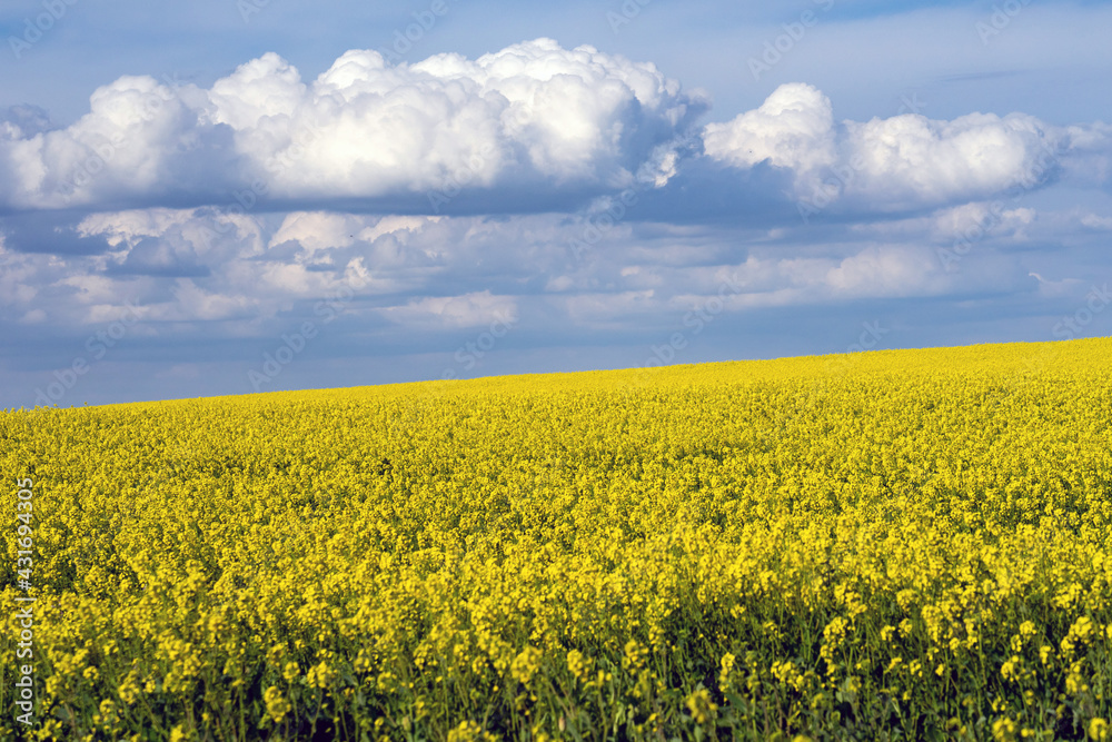 Yellow rapeseed fields in bloom in a sunny day