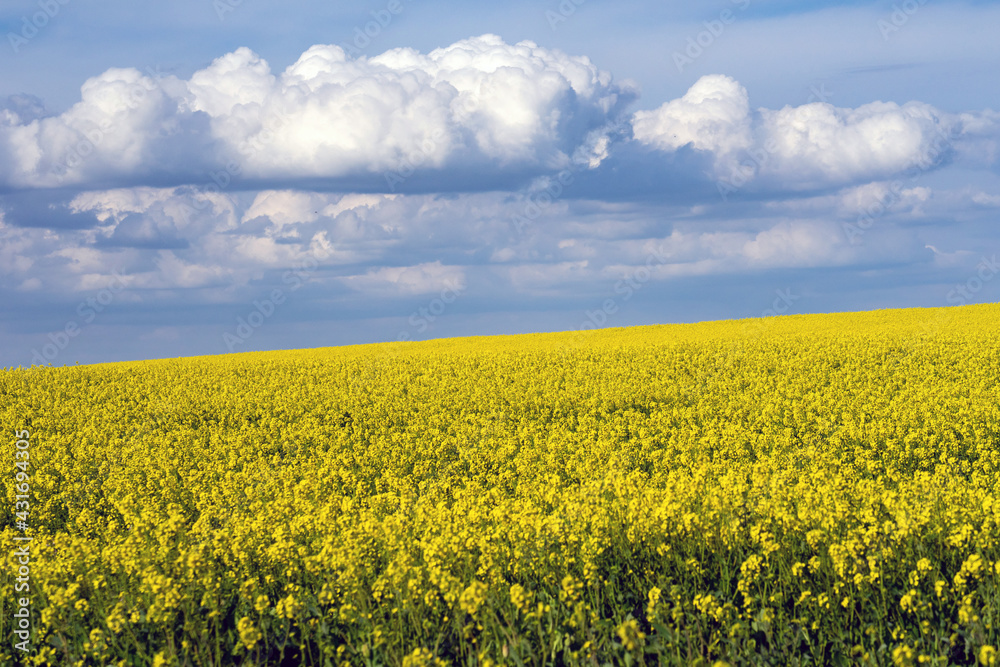 Obraz premium Yellow rapeseed fields in bloom in a sunny day