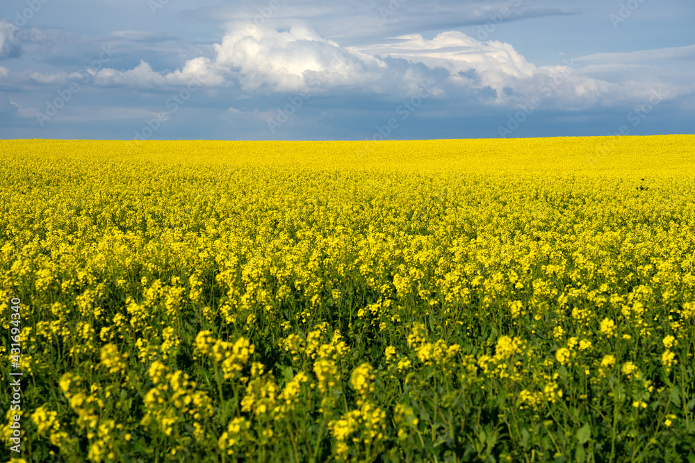 Yellow rapeseed fields in bloom in a sunny day Yellow rapeseed fields in bloom in a sunny day