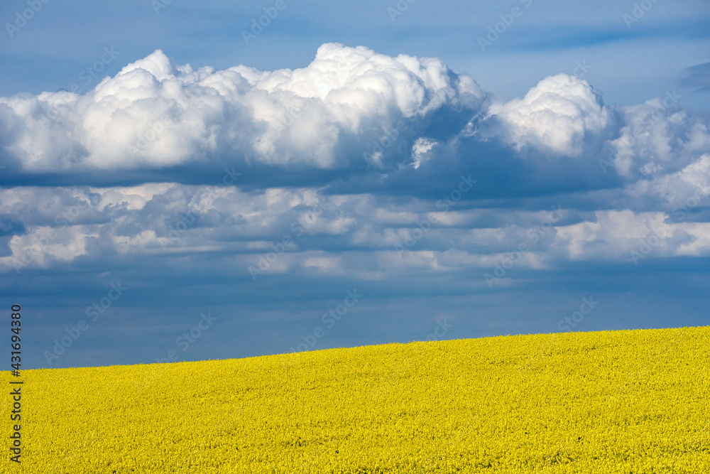 Obraz premium Yellow rapeseed fields in bloom in a sunny day