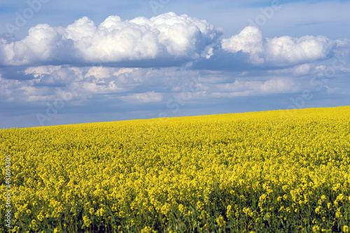 Yellow rapeseed fields in bloom in a sunny day