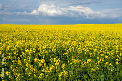 Yellow rapeseed fields in bloom in a sunny day © JoseLuis