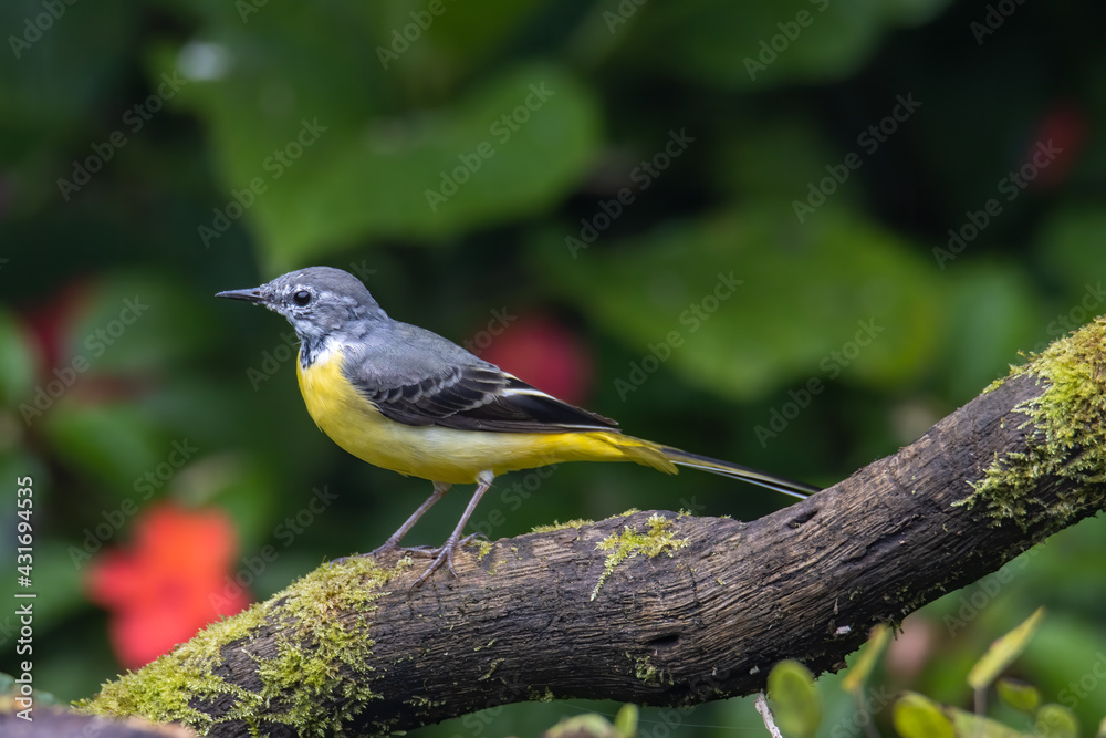 Nature wildlife image of Grey wagtail on nature deep jungle Nature wildlife image of Grey wagtail on nature deep jungle