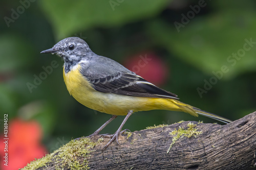 Fototapeta Naklejka Na Ścianę i Meble -  Nature wildlife image of Grey wagtail on nature deep jungle
