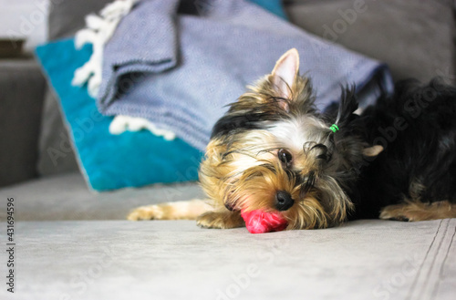Obraz na plátně Cute Yorkshire Terrier puppy chewing on red toy on gray couch in a funny pose