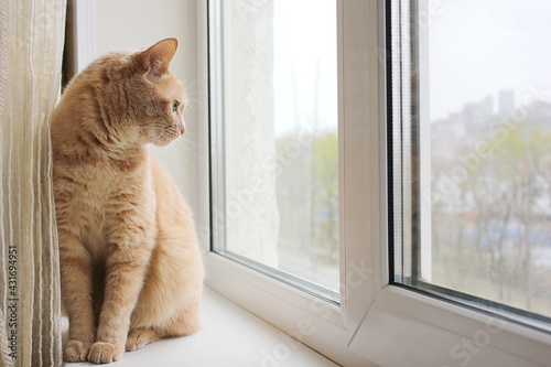 A red cat sitting on the windowsill and looking out the window