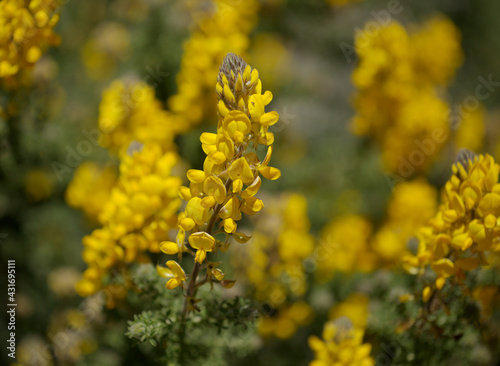 Flora of Gran Canaria -  flowering Adenocarpus foliolosus  Canary Island flatpod natural macro floral background 
