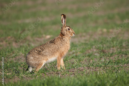 Brown hare is about to start running © Thomas