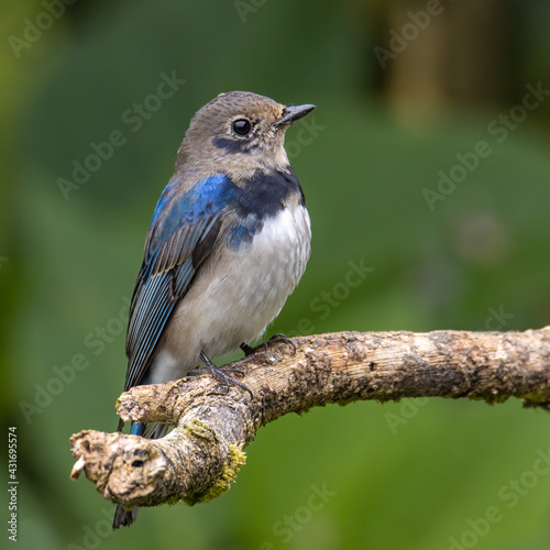 Juvenile Blue-and-white Flycatcher, Japanese Flycatcher male blue and white color perched on a tree