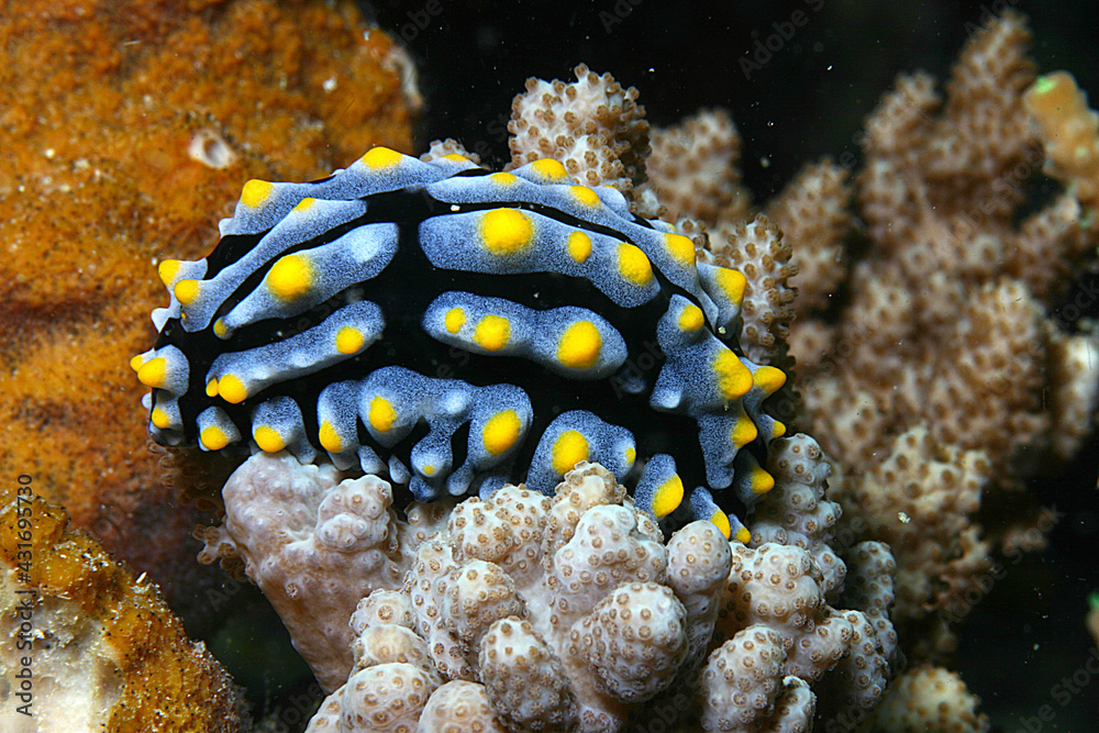 Fototapeta premium fotografie subacquee di pesci tropicali