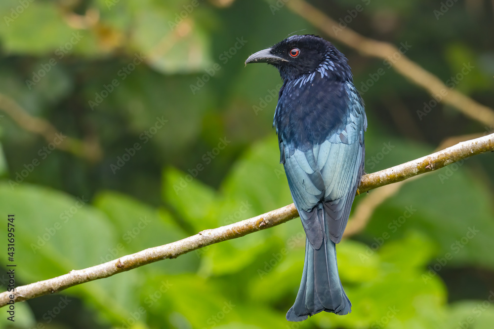 Nature wildlife image of Bronze Drongo bird (Dicrurus aeneus) on perch Nature wildlife image of Bronze Drongo bird (Dicrurus aeneus) on perch