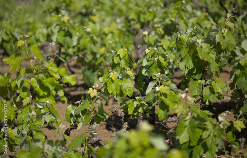 Viticulture of Gran Canaria, new leaves on old vines in San Mateo, central part of the island