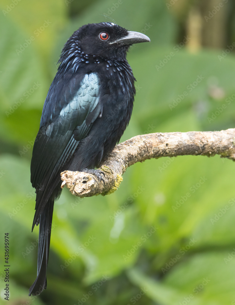 Nature wildlife image of Bronze Drongo bird (Dicrurus aeneus) on perch Nature wildlife image of Bronze Drongo bird (Dicrurus aeneus) on perch