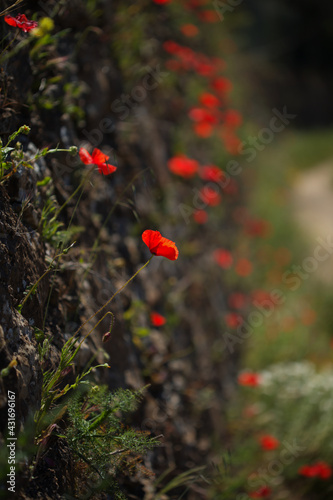 Flora of Gran Canaria - Papaver rhoeas, common poppy background 