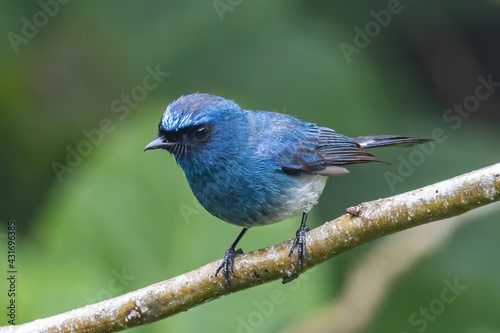 Nature wildlife image of beautiful bird rufous vented paradise flycatcher. photo