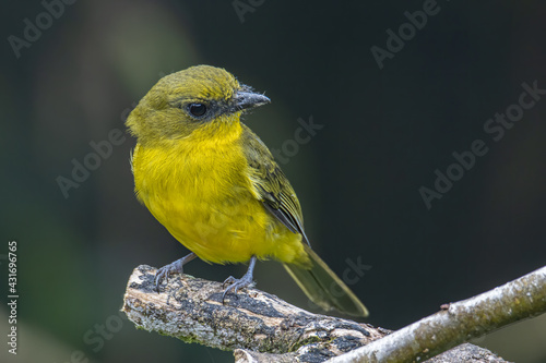 Nature wildlife bird Bornean whistler (Pachycephala hypoxantha), or Bornean mountain whistler perch on branch photo