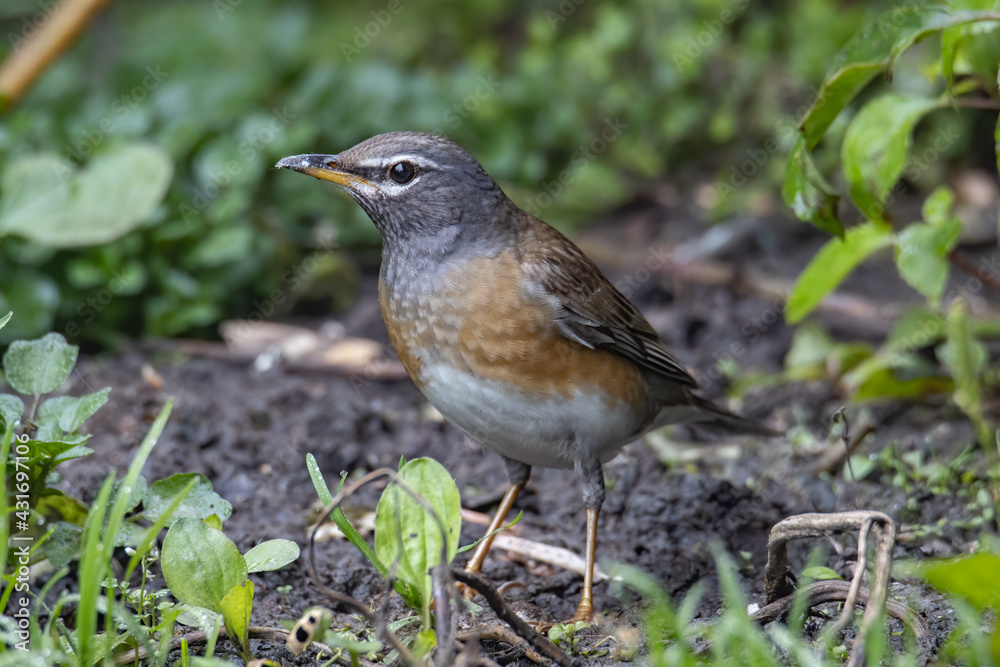 Nature wildlife image of Eyebrow thrush bird on nature jungle Nature wildlife image of Eyebrow thrush bird on nature jungle