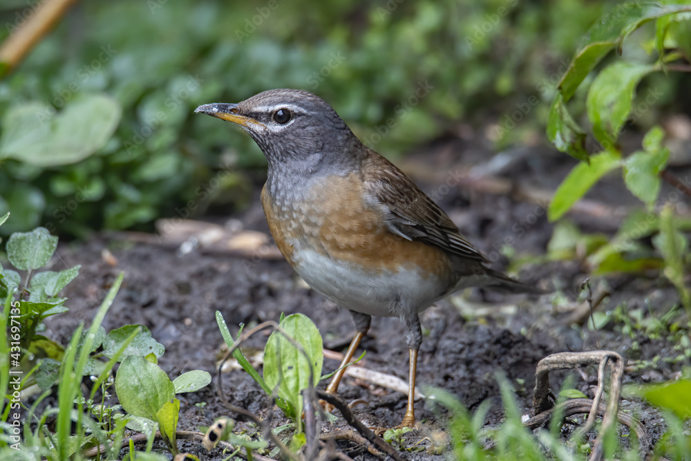 Fototapeta premium Nature wildlife image of Eyebrow thrush bird on nature jungle