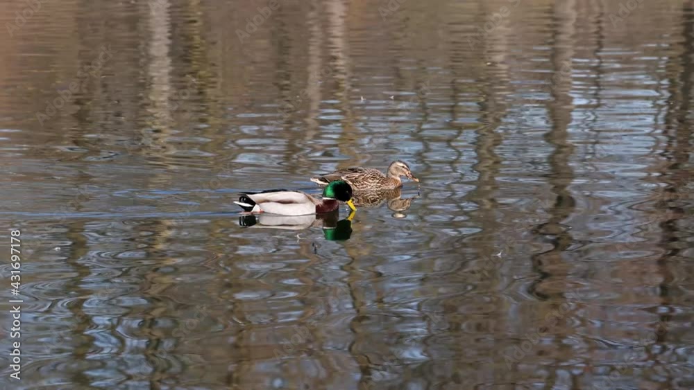 The mallard or wild duck, Anas platyrhynchos is a dabbling duck which breeds throughout the temperate and subtropical Americas, Eurasia, and North Africa The mallard or wild duck, Anas platyrhynchos is a dabbling duck which breeds throughout the temperate and subtropical Americas, Eurasia, and North Africa