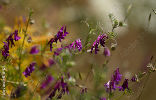 Fototapeta Naklejka Na Ścianę i Meble -  Flora of Gran Canaria - Vicia villosa, hairy vetch,  natural macro floral background