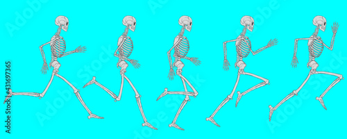 Running Cycle Of White Human Skeleton On Blue Background Vector Drawing