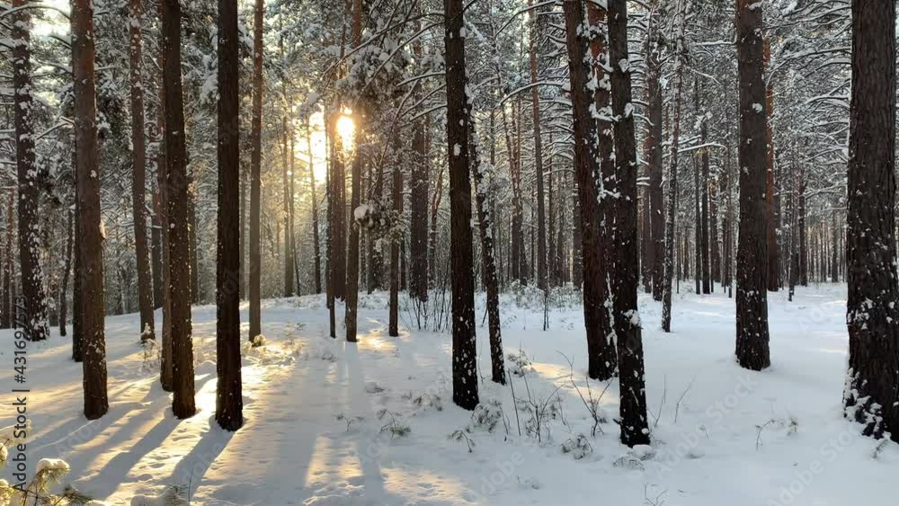 The sun's rays break through the thick pine forest, fine snow falls. High quality FullHD footage The sun's rays break through the thick pine forest, fine snow falls. High quality FullHD footage