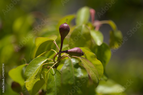 Horticulture of Gran Canaria -  forming pear fruit on branches natural macro floral background
 photo