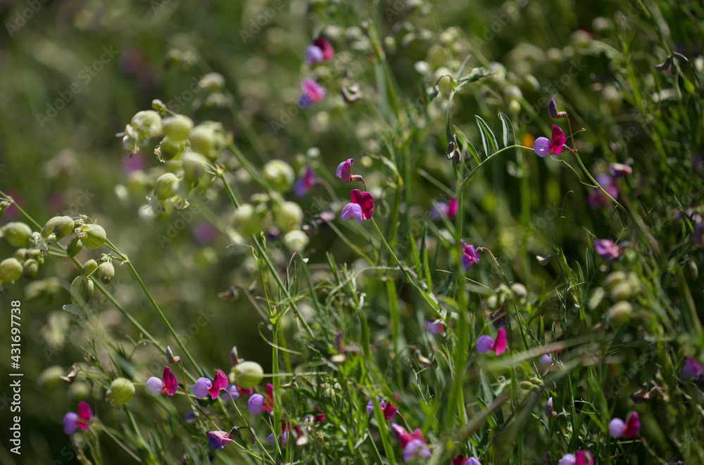 Flora of Gran Canaria - Lathyrus clymenum, Spanish vetchling natural macro floral background
Flora of Gran Canaria - Lathyrus clymenum, Spanish vetchling natural macro floral background