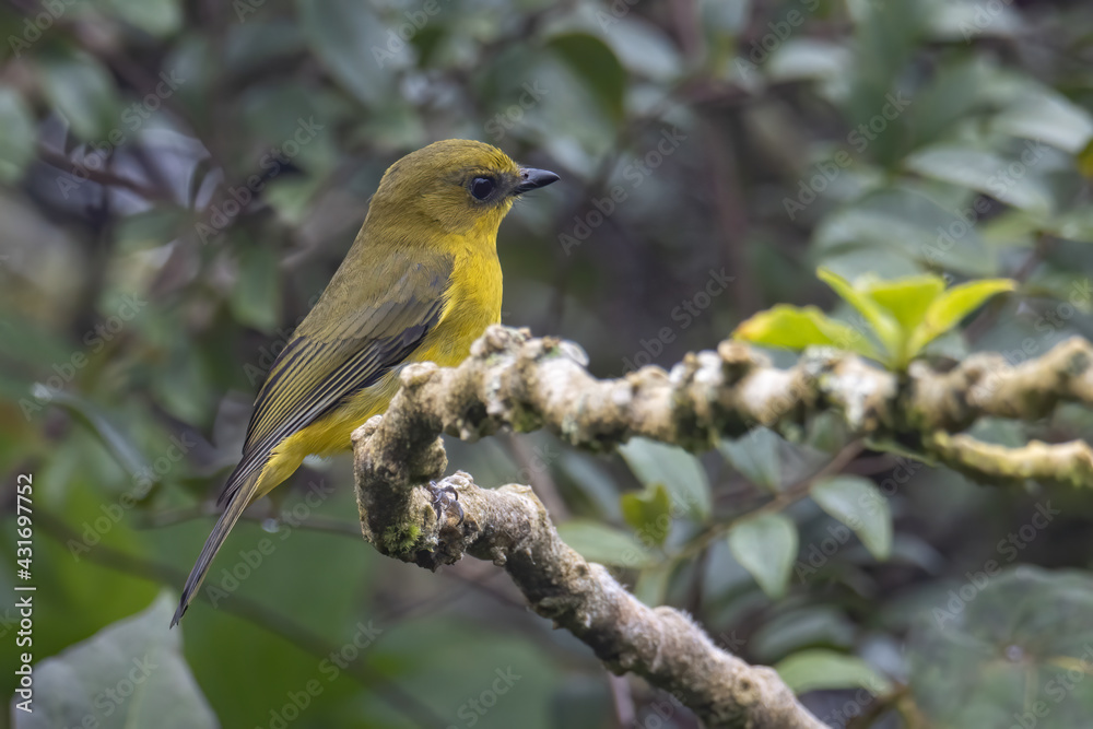 Nature wildlife bird Bornean whistler (Pachycephala hypoxantha), or Bornean mountain whistler perch on branch Nature wildlife bird Bornean whistler (Pachycephala hypoxantha), or Bornean mountain whistler perch on branch